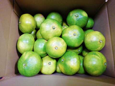 温州みかん(温州ミカン)　7.5㎏【甘み酸味バランス◎】【農薬化学肥料不使用】【熨斗(のし)対応可】