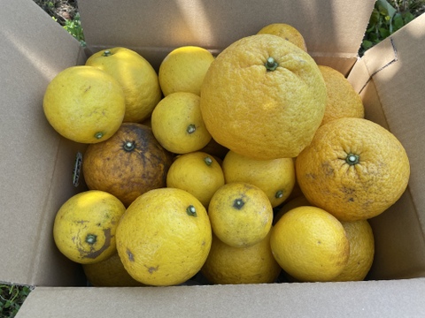 【自然栽培】日向夏/甘夏みかんの2種詰合せ 5㎏箱詰-農薬不使用/無肥料/無除草剤-