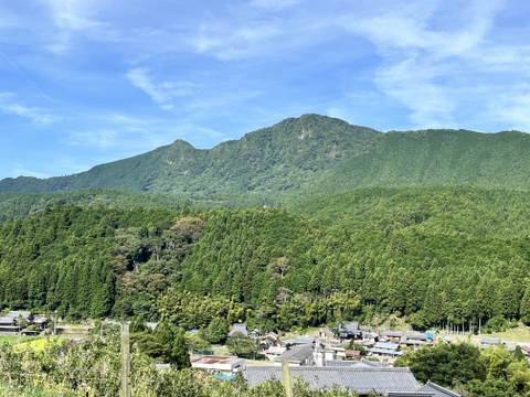 三重県美杉町産　生きくらげ　１ｋｇ