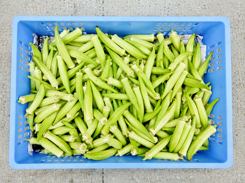 【冷蔵便】柔らか・激ネバ！生のまま美味しい希少な「白オクラ」1kg