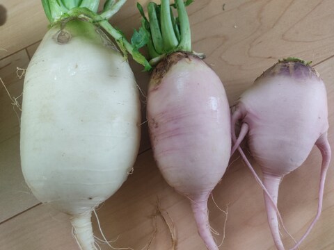 ✨【宝探しBOX】畑の「もったいない」を詰め合わせ！もったいないを美味しく救う！旬の不揃い訳あり野菜おまかせ便（Mサイズ）✨農薬・化成肥料不使用