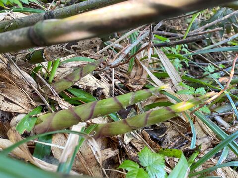やわらかい食感！月山山麓大地の恵み！ 天然月山筍 １.５ｋｇ