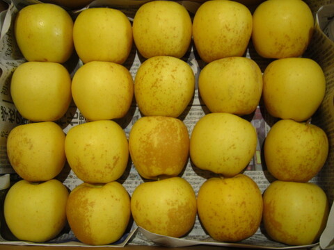 はるか(有袋) 樹上完熟 小玉 家庭用 総重量 約4kg 青森県 南部地方産 自家りんご農園生産直送品！