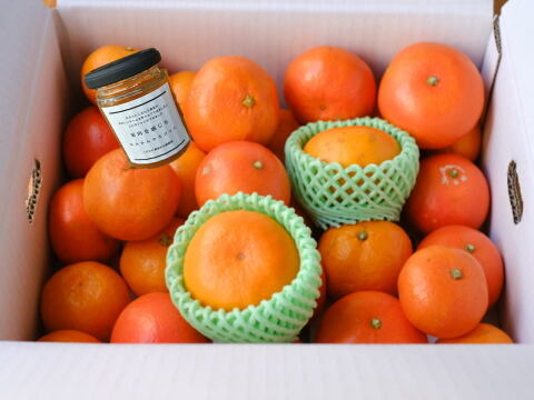 【福袋】甘～い完熟みかんや希少柑橘の食べ比べに果肉たっぷりみかんジャムも！12月下旬の年内発送！年末年始に家族でワイワイ♪♪「旬のこだわり柑橘食べ比べ福袋」家庭用　約3kg入【商品番号1101】