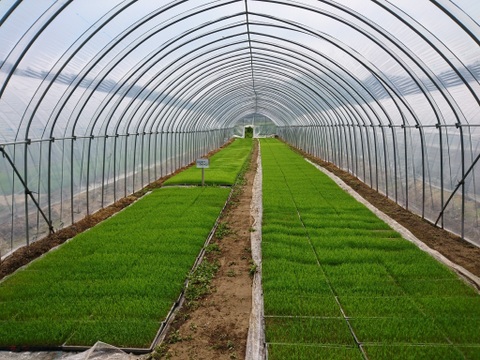 令和７年新米！阿蘇の南小国産　パワースポット押戸石清流米ミルキークイーン(10kg)