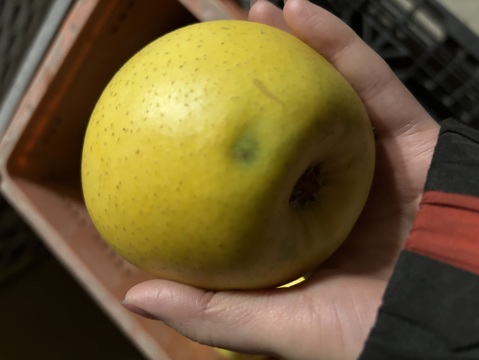 残り１箱《B品》シナノゴールド🍎信州産りんご(バラ詰め、約3.5kg)