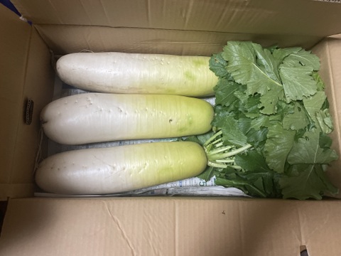 【群馬県産】からっ風あびた葉付き大根3本