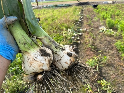 【お試しパック】ジャンボニンニク　５００ｇ　ニンニクの料理に最適