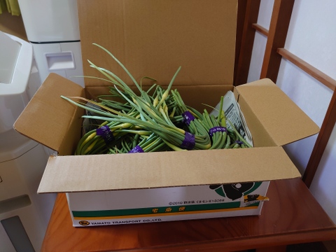 初物熊本産ニンニク芽花蕾付1kg(10束〜11束)