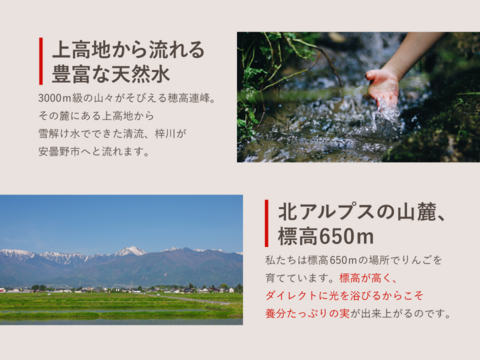 【訳あり】夏あかり5キロ箱　18玉~33玉商品ID44913 長野県 信州 安曇野 リンゴ 幻 幻のリンゴ 予約 希少 旬