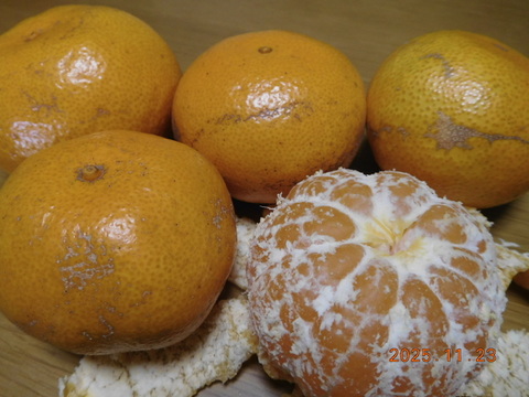 😊〈規格外〉price　伊豆産 今が旬！早生温州みかん   　　　 風袋込み約5.0㎏