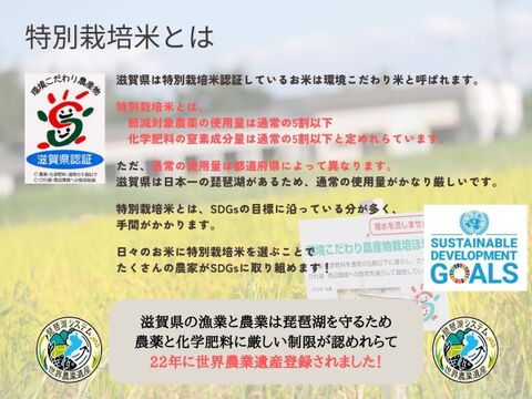 令和6年産新米【無洗米10kg】特別栽培米！1750年から続くお米農家が作ったコシヒカリ『縁起の竜王米』　滋賀県竜王町産 お米