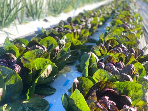 農薬・化学肥料不使用！彩り豊かなチコリー３種、5個入セット！