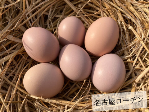 御歳暮［平飼い卵「名古屋コーチン」 1パック+ 特別栽培米「ヒノヒカリ」1㎏］223EGG 冬ギフト【新米・令和5年産】