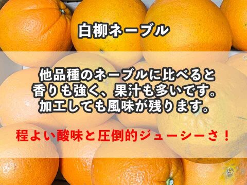 愛媛県中島産の白柳ネーブル　サイズ混合5キロ
