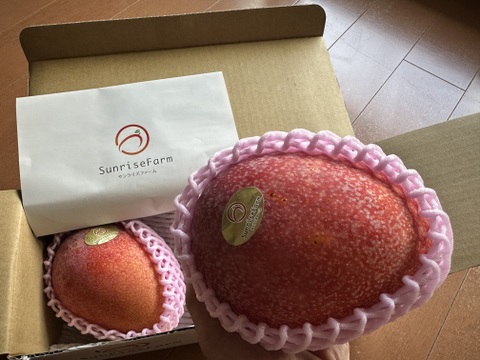 【順次発送中】県知事賞受賞 サンライズファームのご自宅用マンゴー【約1kg】