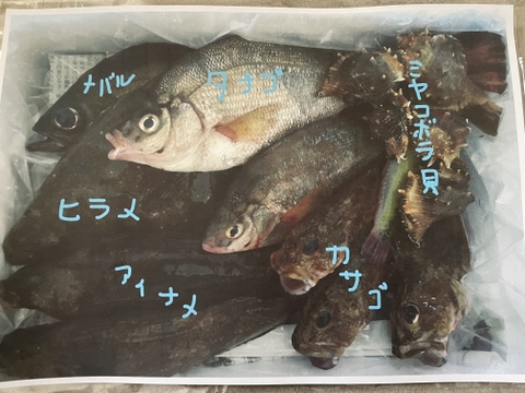 【朝市限定】小豆島の海の恵み。漁師のおかずハーフセット（５～7匹程度）