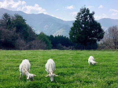やさしい甘さの「ヤギミルクヨーグルト」加糖タイプ 150g×9本