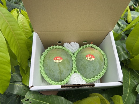 【ご家庭用】沖縄県産キーツマンゴー1kg（1-2玉）