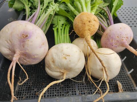 ✨【採れたて直送・葉付き】はじける瑞々しさ！形はワケあり、味は極上の「朝採れ小かぶ」食べ比べセット 約2kg｜農薬・化成肥料不使用✨