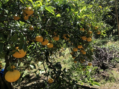 甘夏5kg(農薬・化学肥料不使用)＊房州産