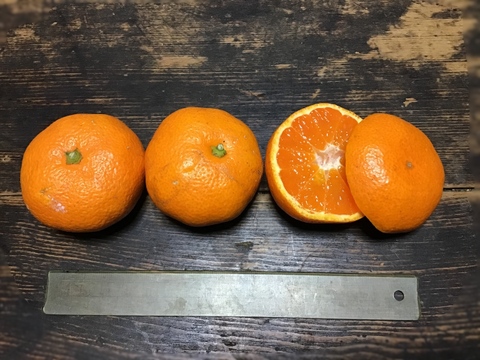 【お楽しみセット】家庭用青島みかん1kg &柑橘ストレートジュースセット