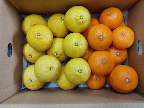 柑橘２種食べ比べ　せとか・はるか　家庭用　箱込み4.5キロ
