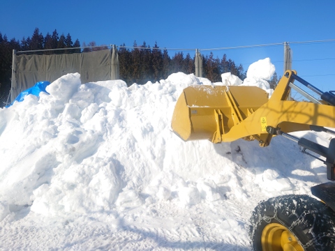 雪中貯蔵　黒石産サンふじ中玉家庭用5㎏