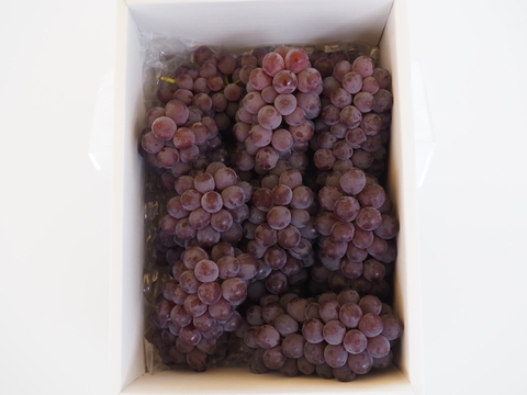 【朝どれ】予約開始！！ご家庭用に★訳あり完熟ぶどうデラウェア、ジャム・スムージーなどにも❗