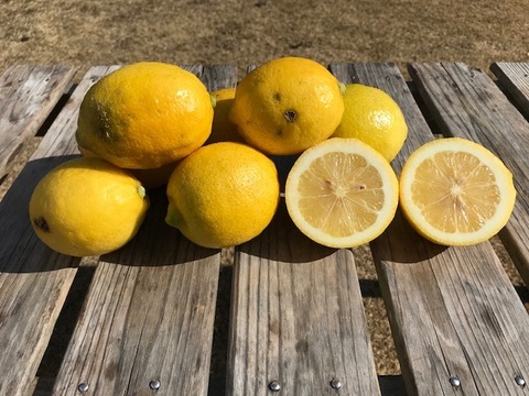 【Ｂ級品】さわやかな香りと酸味　エコレモン 2㎏【伊豆レモン】