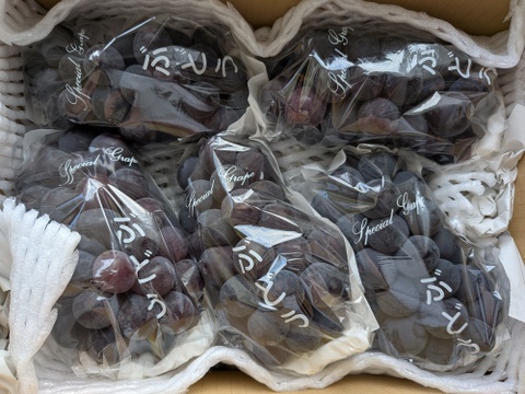 信州小布施　巨峰［種無し］2キロ販売　9/5から順次発送