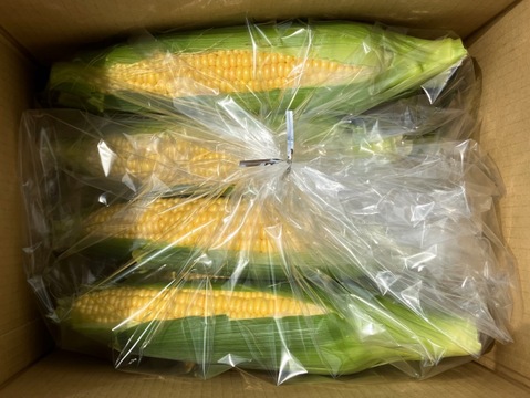 北海道産とうもろこし 10本〈おおもの〉