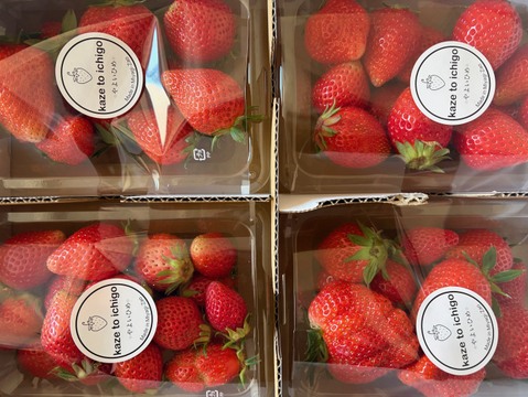 【不揃い･やよいひめ】宮城蔵王産 いちご 250ｇ×4ｐ