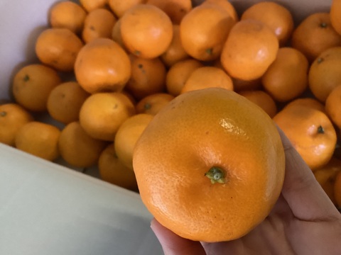 追加２セットのみなのでお得意様限定！
すぐ発送】】はるみみかん1.5kg小粒今食べごろいつもの石野水産ルール同梱もどうぞ！！常温品は送料同じ！クールは４４０円からになるかと。