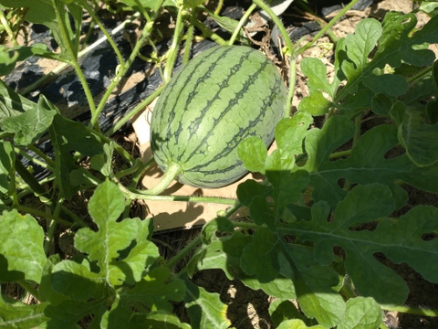 【単品🏣ゆうパック】スイカ🍉Sサイズ☆俵型 ☆農薬、除草剤、化学肥料不使用☆横幅（長い方）約20〜25cm 直径約15cm〜18cm