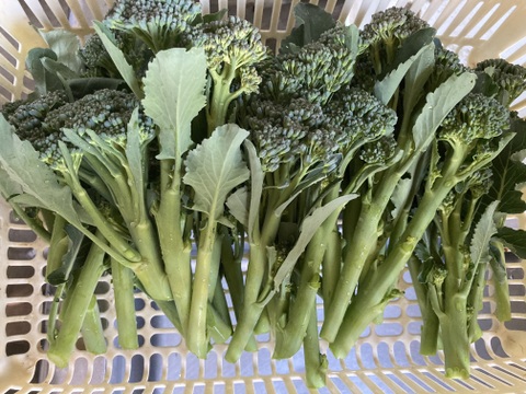 お料理の幅が広がる！ 季節の西洋野菜 Italian selection 60サイズ