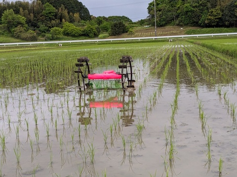 【令和６年新米】　農薬・化学肥料不使用コシヒカリ【三重県産4.6kg】
食味分析計で８５点の自信作コシヒカリ（冷めても美味しい！！）