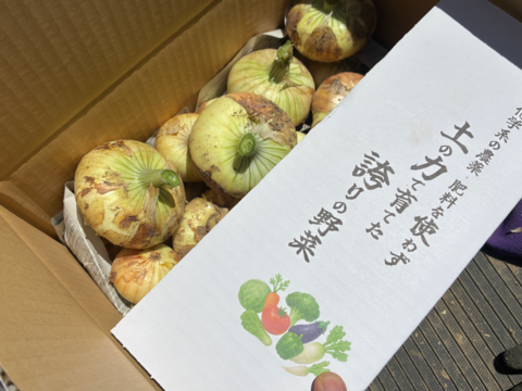 【大容量】入手困難な固定種早生タマネギ！『貝塚早生』 (8kg) 4kg×2箱