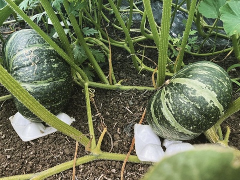 【規格外】ホクホクとねっとりのいいとこどり！カボチャ「グラッセ」2個2.0Kg 節減対象農薬：栽培期間中不使用