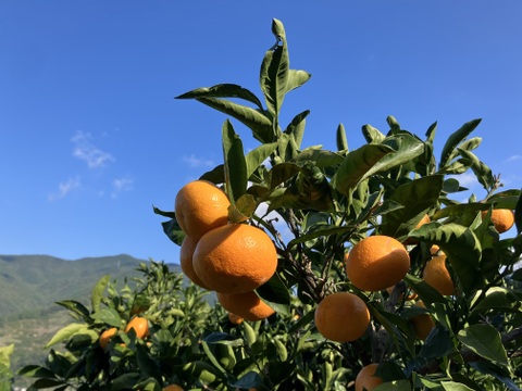 愛媛県八幡浜市産 訳ありみかん 5kg