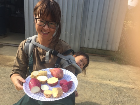 シモン芋２kg♦︎潮風を浴びて育った長崎五島列島産♦︎