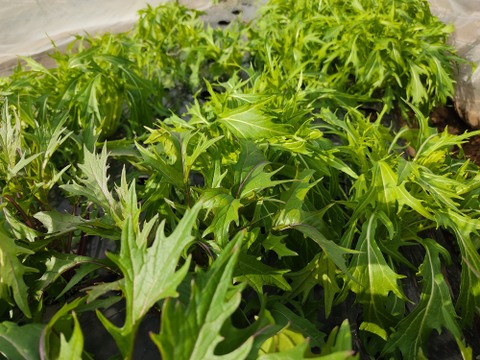 ✨世界に一つだけのプレミアム野菜便（農薬・化成肥料不使用）✨あなたの「欲しい」が詰まった一箱。わがままを叶えるオーダーメイド野菜便🥬