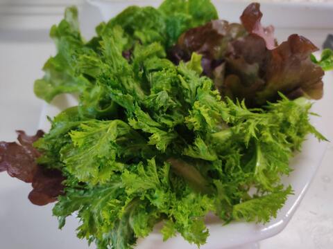 ✨お肉が劇的にうまくなる！🍃採れたてわさびリーフ約1.2kg　農薬・化成肥料不使用✨