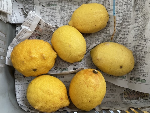 瀬戸内海の島レモン（農薬・除草剤・化学肥料不使用）