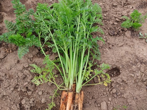✨香り高い栄養満点！摘みたて「葉ニンジン」約500g（根付き・根なし混在）｜農薬・化成肥料不使用✨