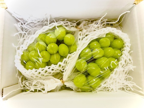 【農薬節約栽培】訳ありシャインマスカット(種なし) １キロ箱　山梨県産