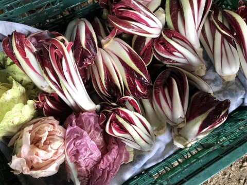 魅惑のイタリア野菜ラディッキオ3種