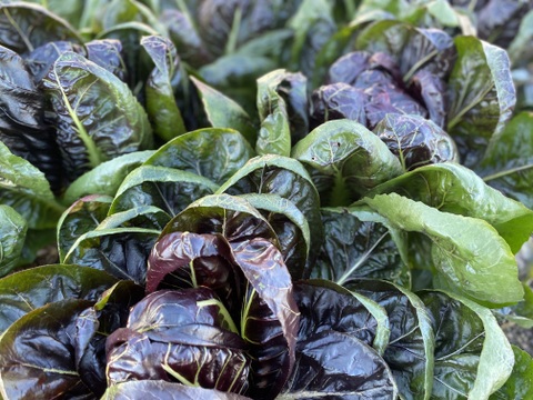 農薬・化学肥料不使用！彩り豊かなチコリー３種、5個入セット！