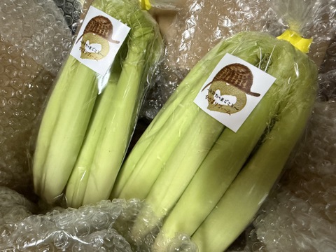 朝採り新鮮ヤングコーン　1.5
㎏