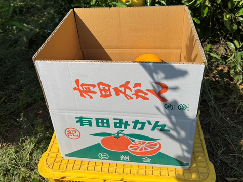 初夏の甘酸っぱさ🍊甘夏【家庭用・サイズ混合・10kg箱】
